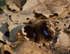 Junonia oenone oenone