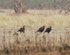 Bucorvus leadbeateri