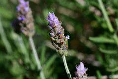 Lavandula dentata