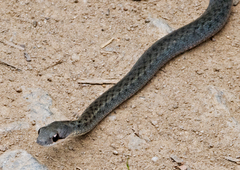 Thamnosophis infrasignatus