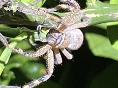 Neosparassus calligaster