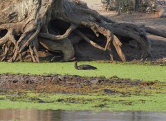 Plectropterus gambensis
