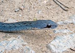 Thamnosophis infrasignatus