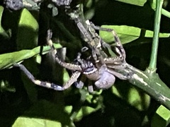 Neosparassus calligaster