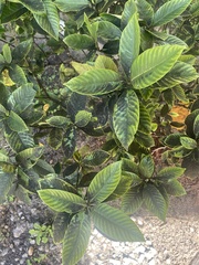 Eriobotrya japonica