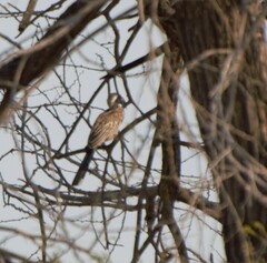 Lophoceros nasutus