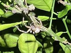 Neosparassus calligaster