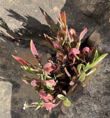 Pelargonium laevigatum laevigatum