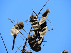 Centrolobium tomentosum