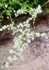 Antigonon flavescens