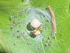 Cryptachaea veruculata