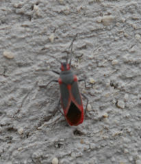 Caenocoris nerii