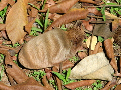 Centrolobium tomentosum