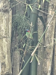 Tangara cyanocephala