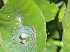 Cryptachaea veruculata