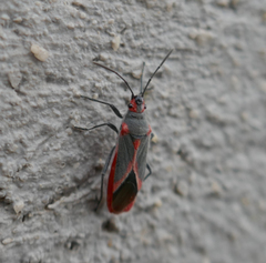 Caenocoris nerii