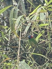 Tangara cyanocephala