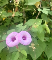 Ipomoea trifida
