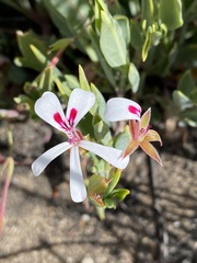 Pelargonium laevigatum laevigatum