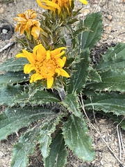 Berkheya armata