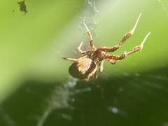 Uloborus