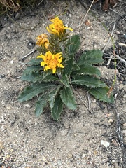 Berkheya armata
