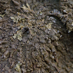 Xanthoparmelia loxodes