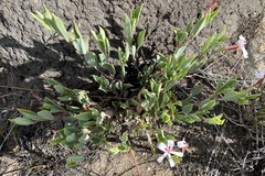 Pelargonium laevigatum laevigatum