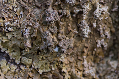 Xanthoparmelia loxodes