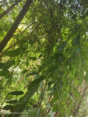 Boehmeria celtidifolia