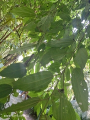 Boehmeria celtidifolia