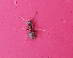 Lasius