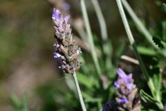 Lavandula dentata