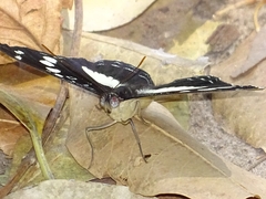 Nymphalidae