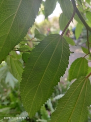 Boehmeria celtidifolia