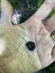 Planorbella trivolvis