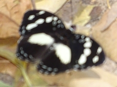 Nymphalidae