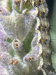 Helicoverpa punctigera