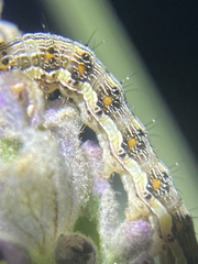 Helicoverpa punctigera