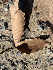 Quercus montana