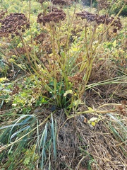 Angelica lucida