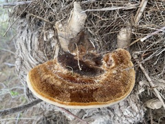 Inocutis tamaricis
