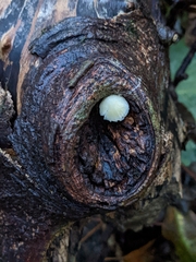 Mycena arcangeliana