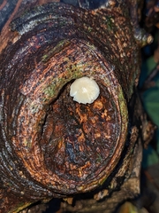 Mycena arcangeliana