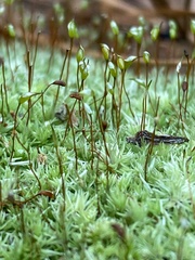 Leucobryum