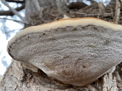 Inocutis tamaricis