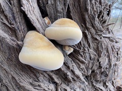 Inocutis tamaricis