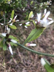 Baccharis glomeruliflora