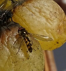 Meliscaeva auricollis