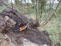 Inocutis tamaricis